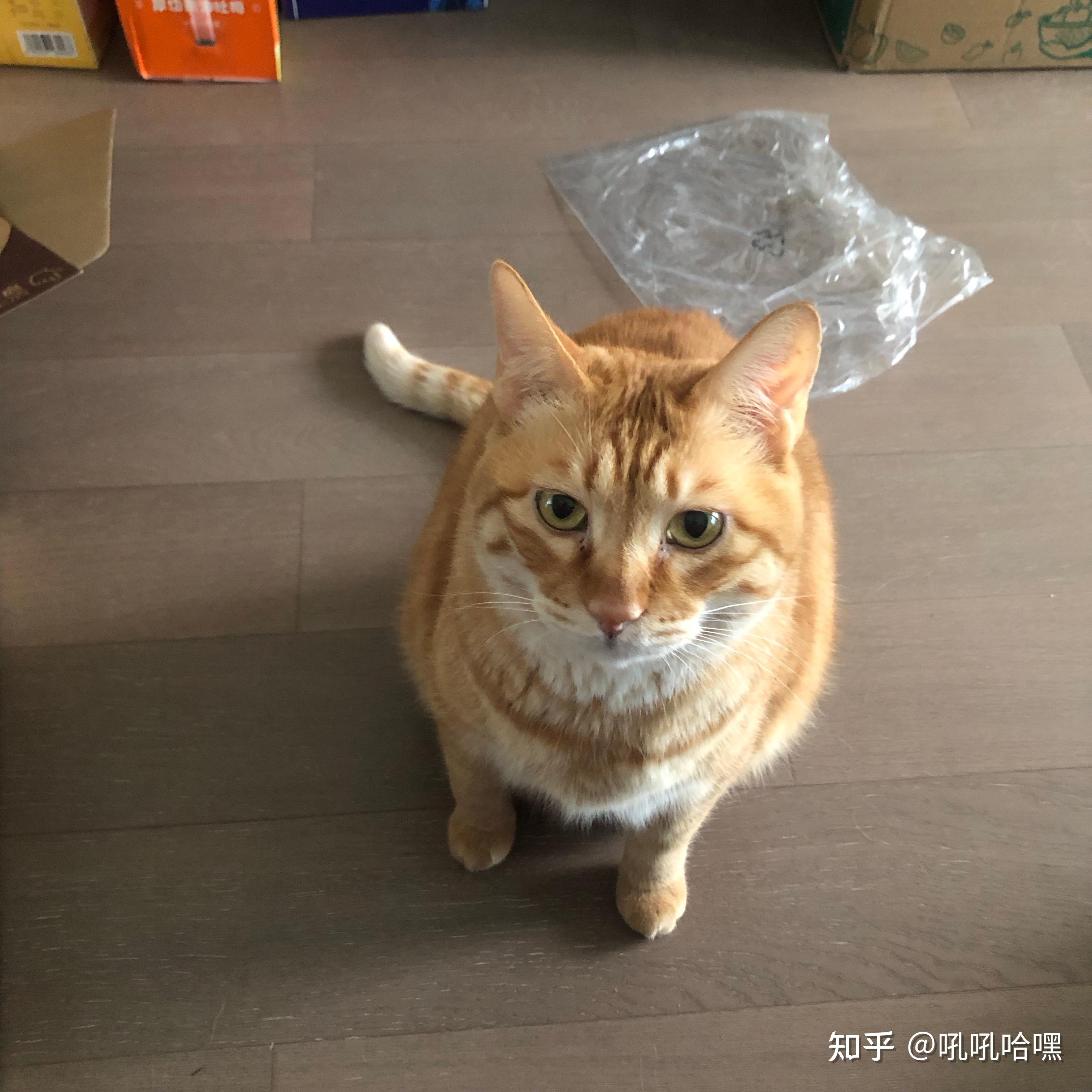 猫疫苗需要每年都打吗? - 知乎