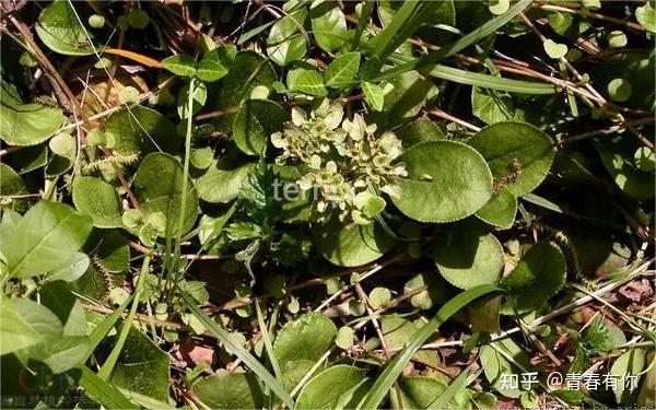 清热解毒大叶金腰