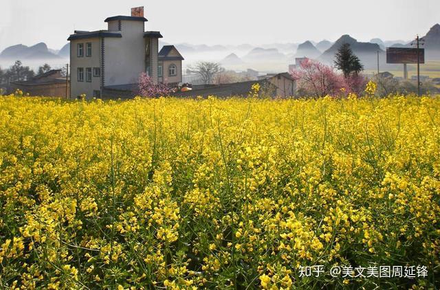 热闹的花事(云南罗平油菜花)2 人赞同了该文章教师周延锋现代诗美文