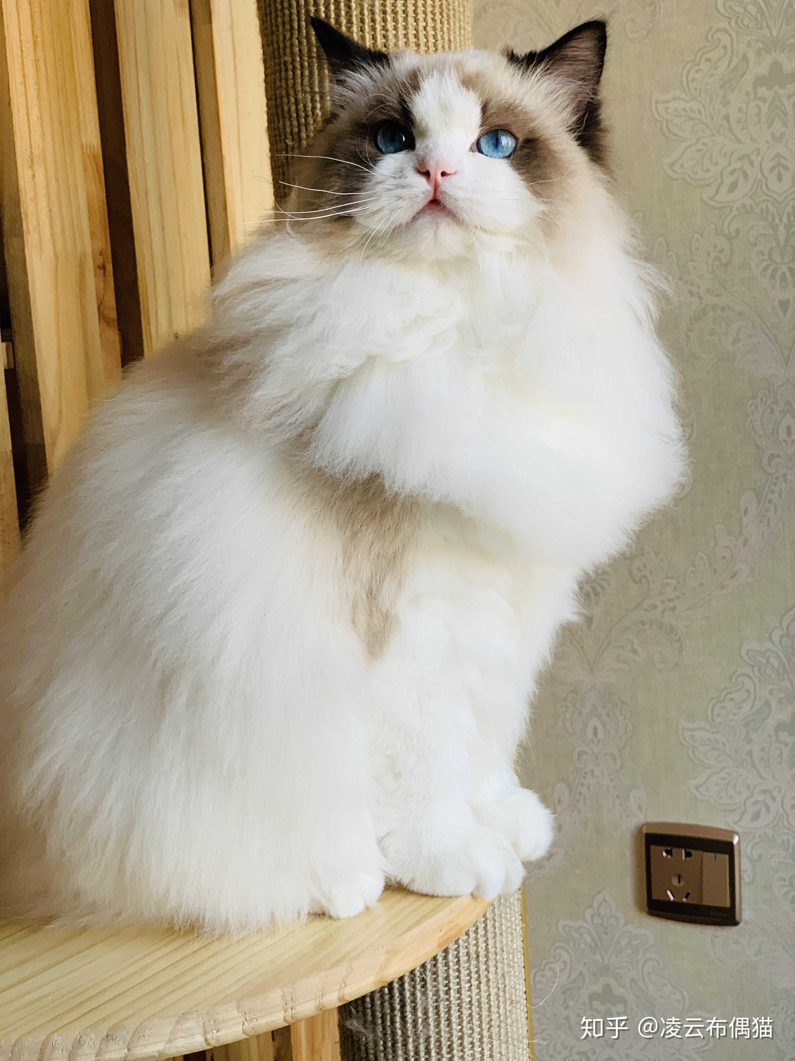 波斯系布偶猫的成长 - 知乎