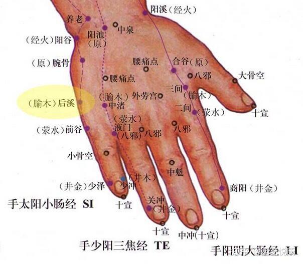 手针背侧图图片