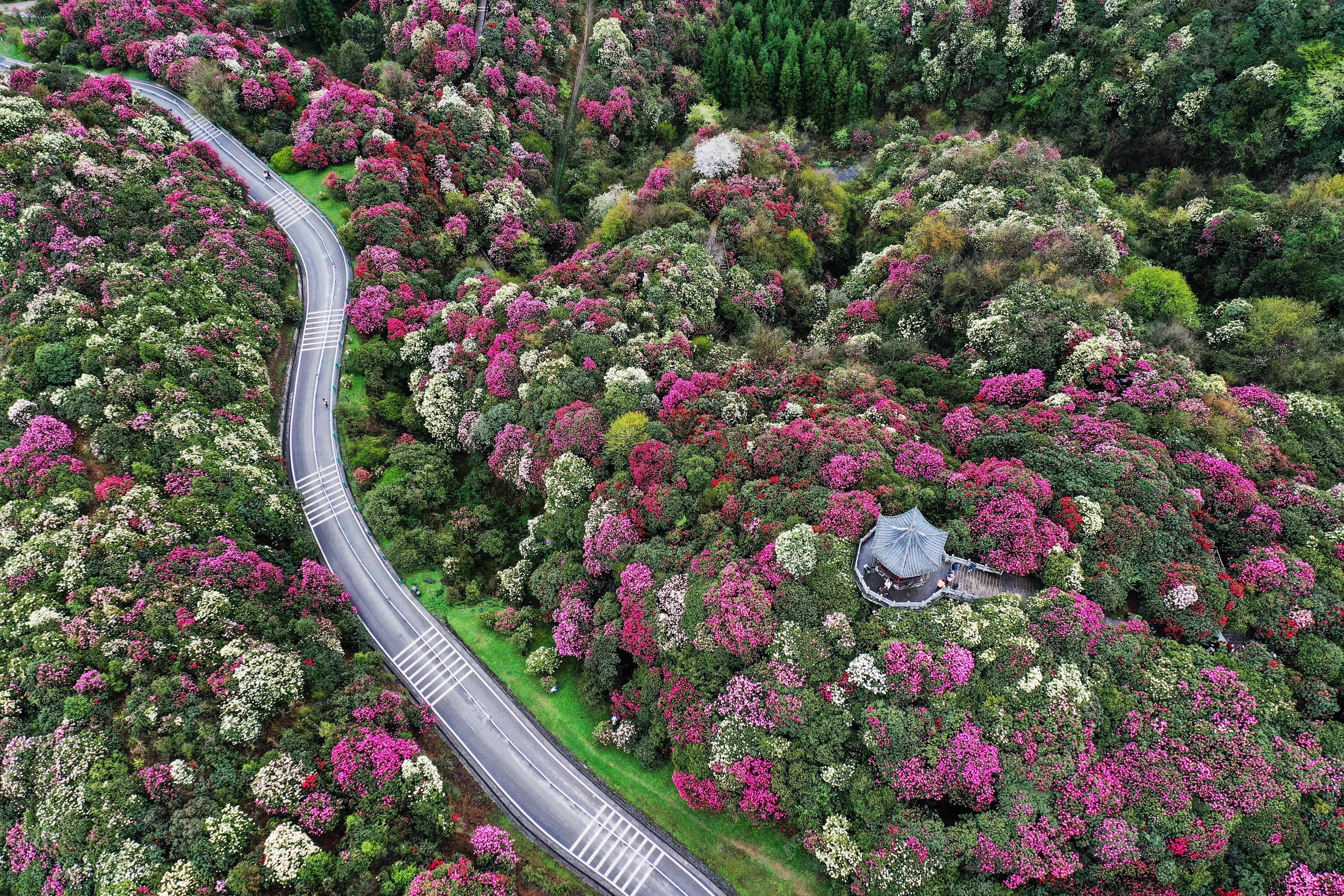 春季赏花旅游景点推荐02百里杜鹃旅游攻略低音号免费语音导游