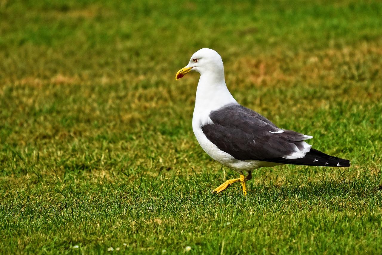 4. 凤呜湾小区房价