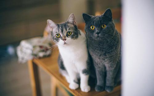 日本和美国研究称 猫的毛色会影响性格 真科学还是博眼球 知乎