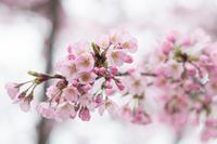 三月观花指南 知乎 三月观花指南 知乎