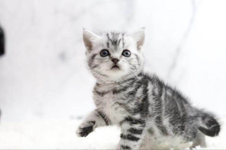 养猫需要花费多少钱 知乎 养猫需要花费多少钱 知乎