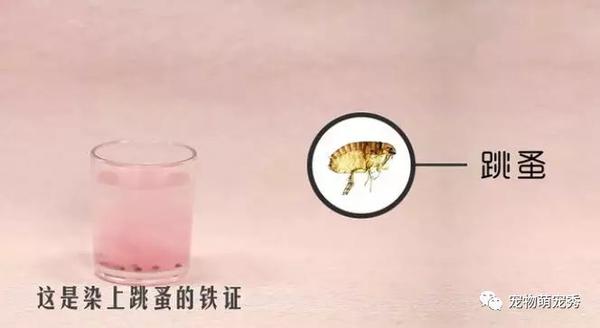 狗狗有寄生虫的10大症状 宠物应该多久体内体外驱虫一次 知乎