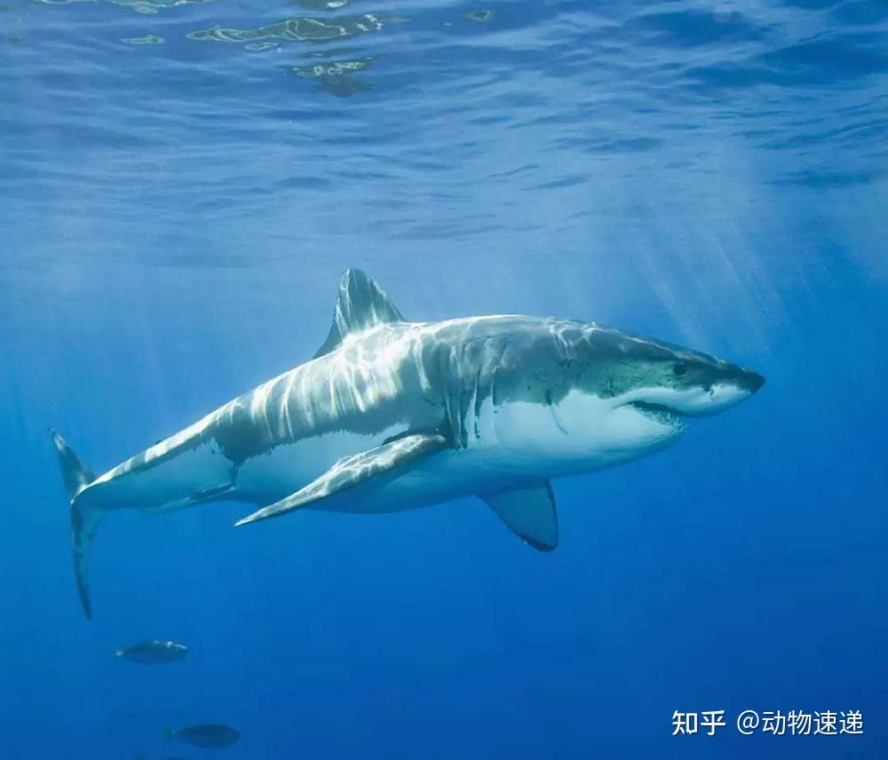 7.2米大白鲨图片