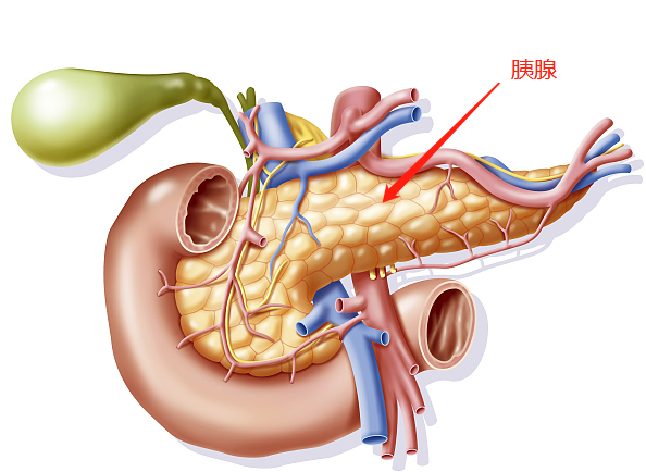胰腺其实是人体中很不起眼的器官
