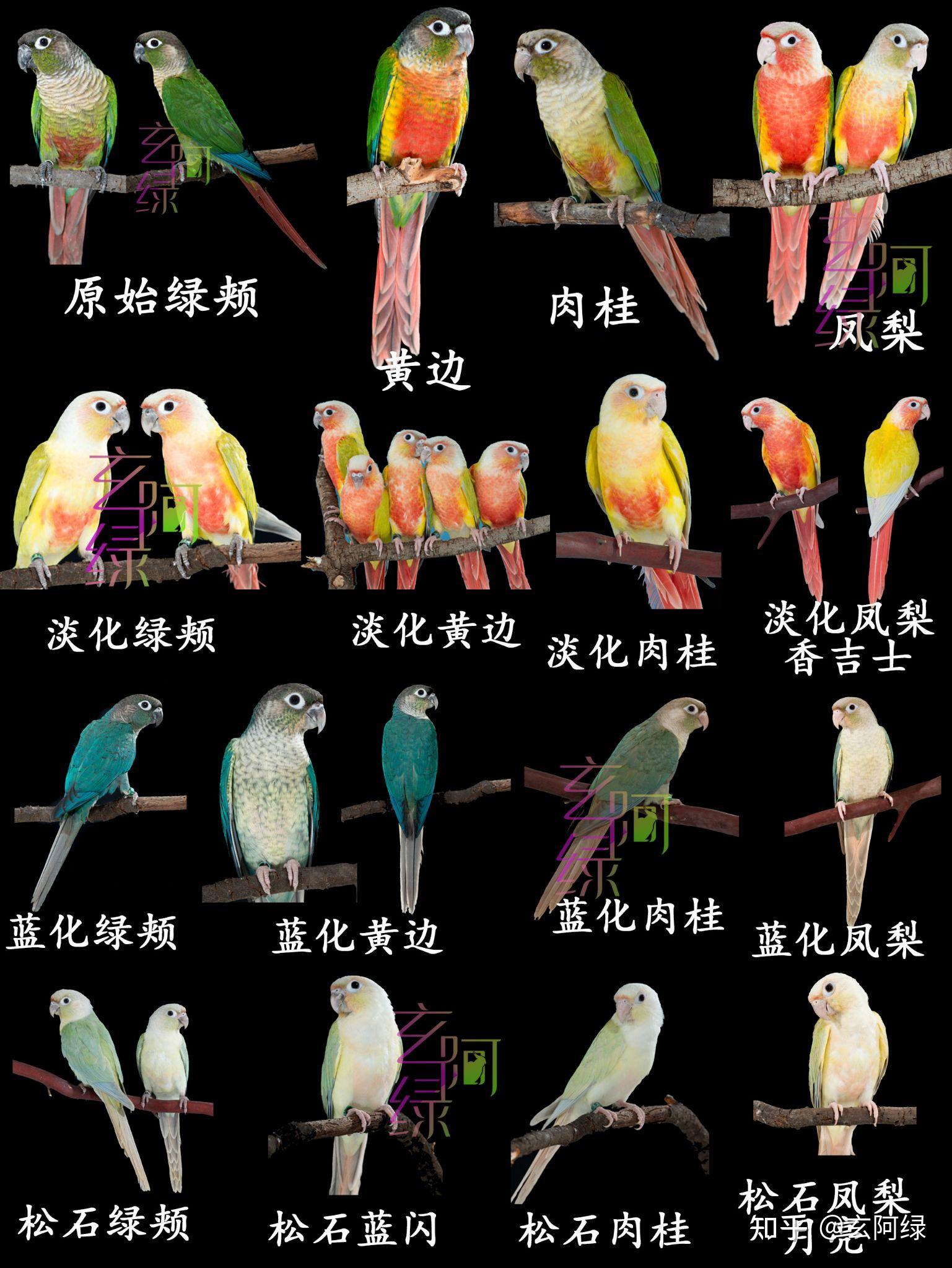 小太阳鹦鹉绿颊锥尾鹦鹉