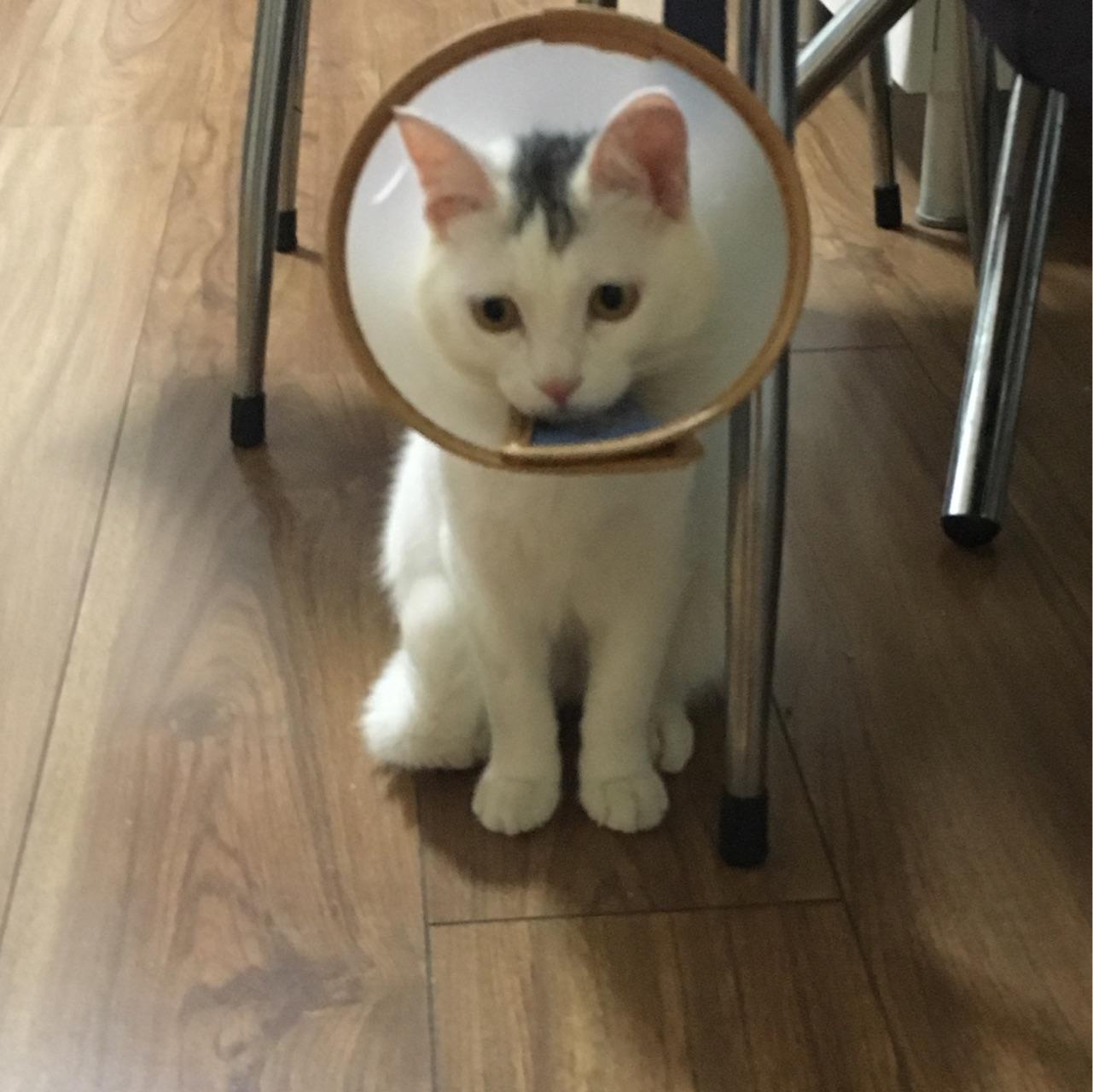 猫绝育后会讨厌主人吗?