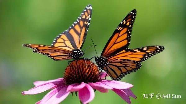 有什么关于蝴蝶与爱情的诗句?