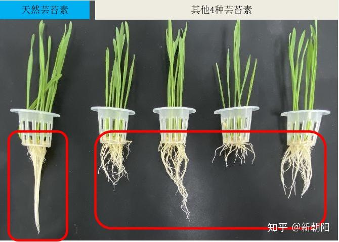 天然芸苔素除了叶喷效果好，灌根更显奇效！ - 知乎