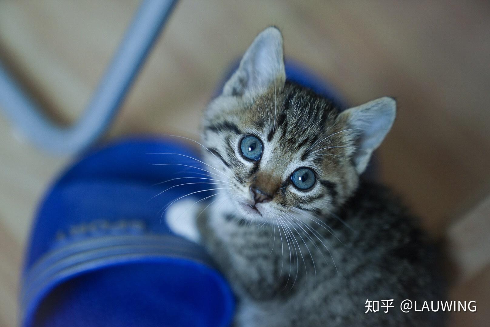 狸花猫可以萌到什么程度