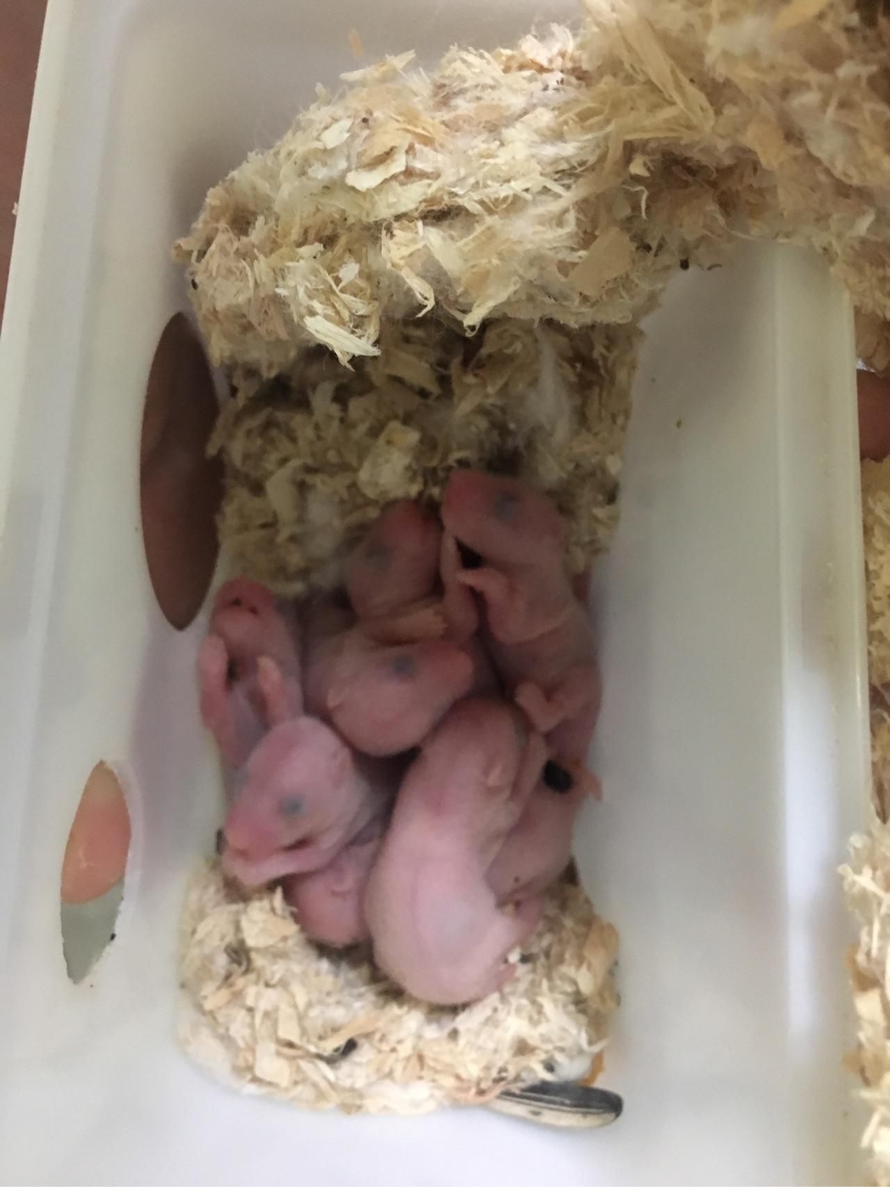 母仓鼠怀孕的特征图片图片