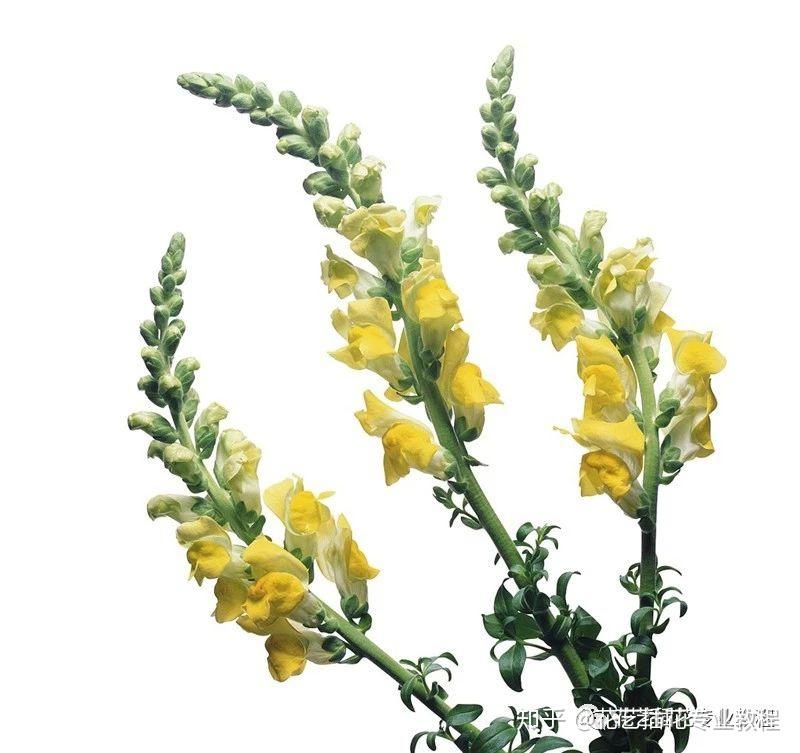 花艺中主花材,副花材,补花材指的是什么?如何应用? - 知乎