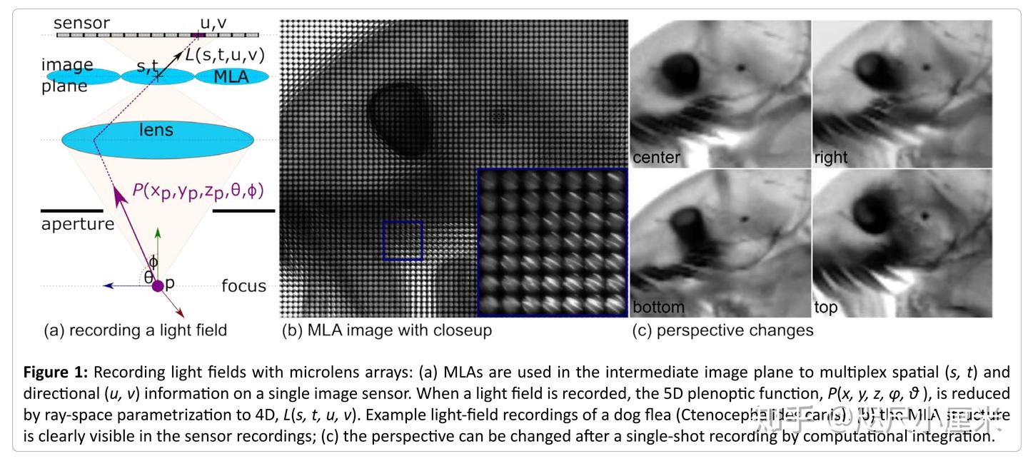 [论文笔记] Light-Field Microscopy: A Review - 知乎