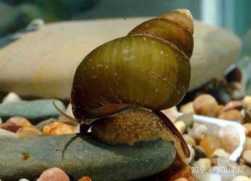 拟被列为二级保护动物的「螺蛳」是一种什么生物？和「螺蛳粉」中使用的田螺有什么不同？ - 知乎