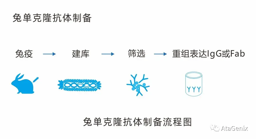普健技术单克隆抗体制备及测序服务