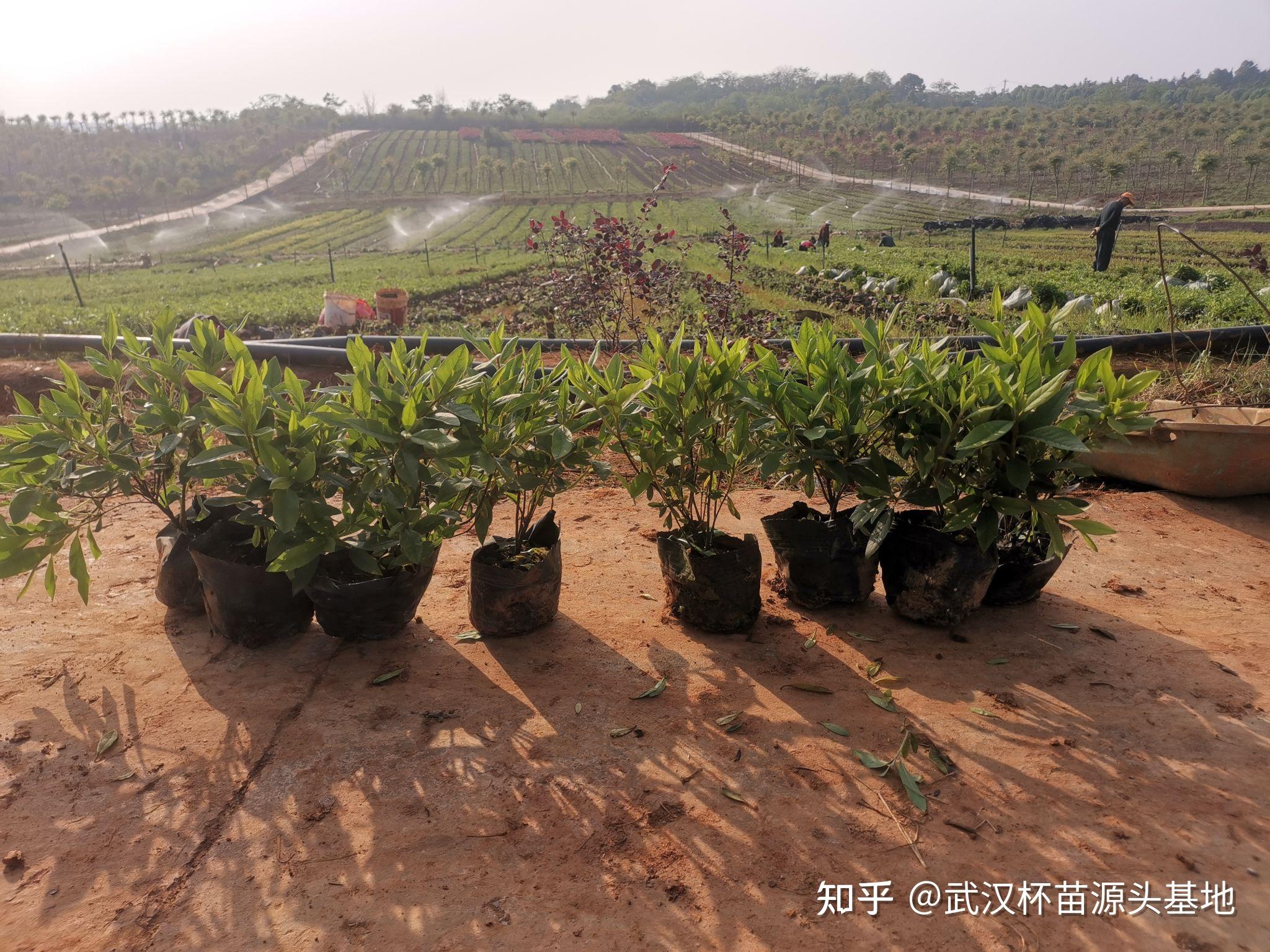 現湖北色塊大杯苗源頭生產苗圃基地合作供應有:湖北省 湖南 陝西 江蘇