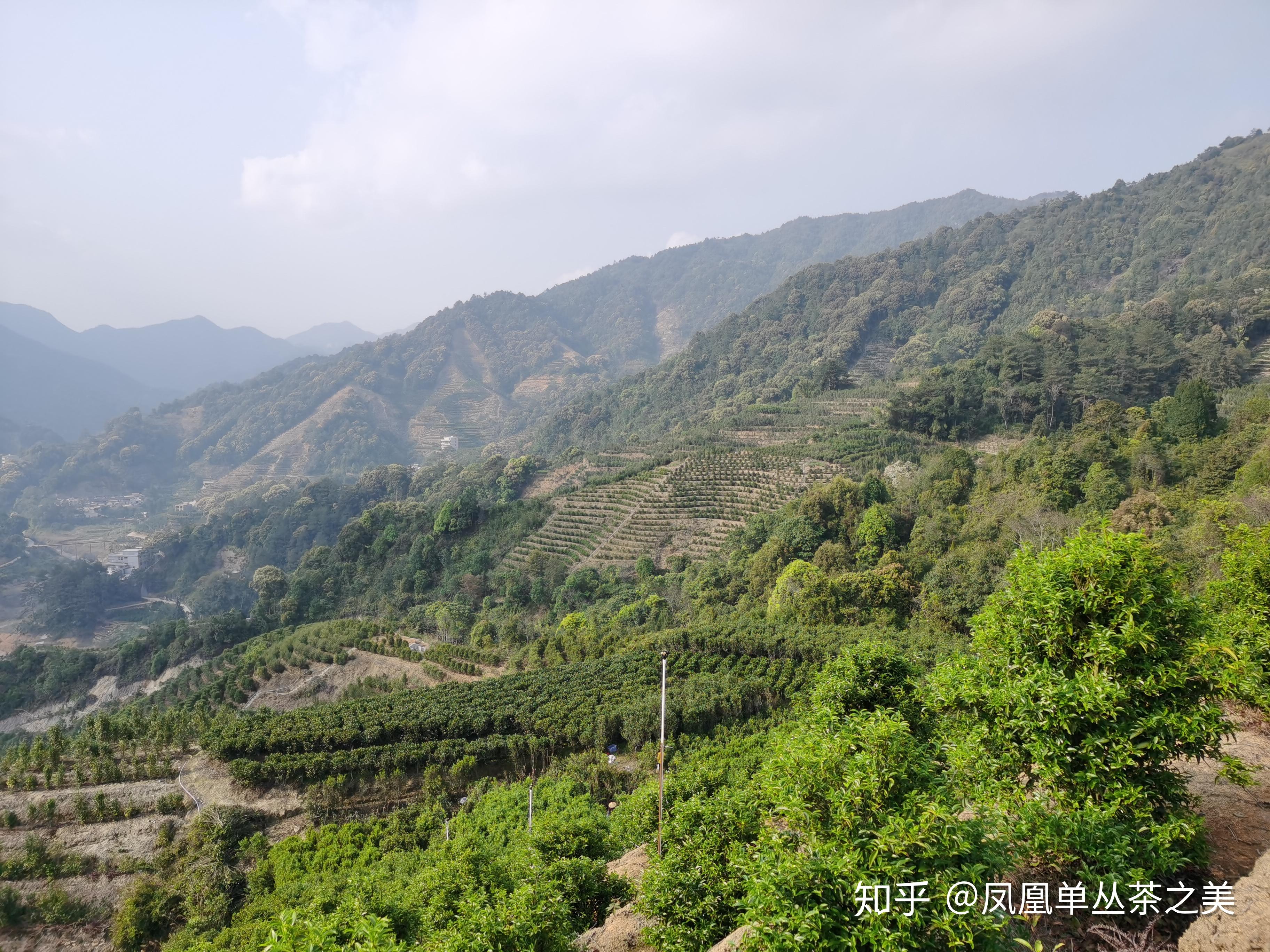 凤溪碗窑村生态茶园