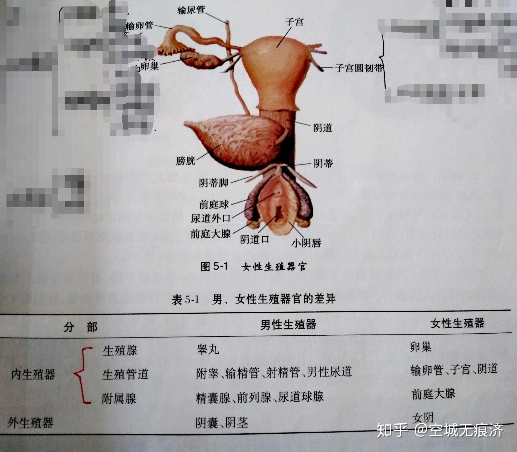 四、阴道-人体解剖学-医学