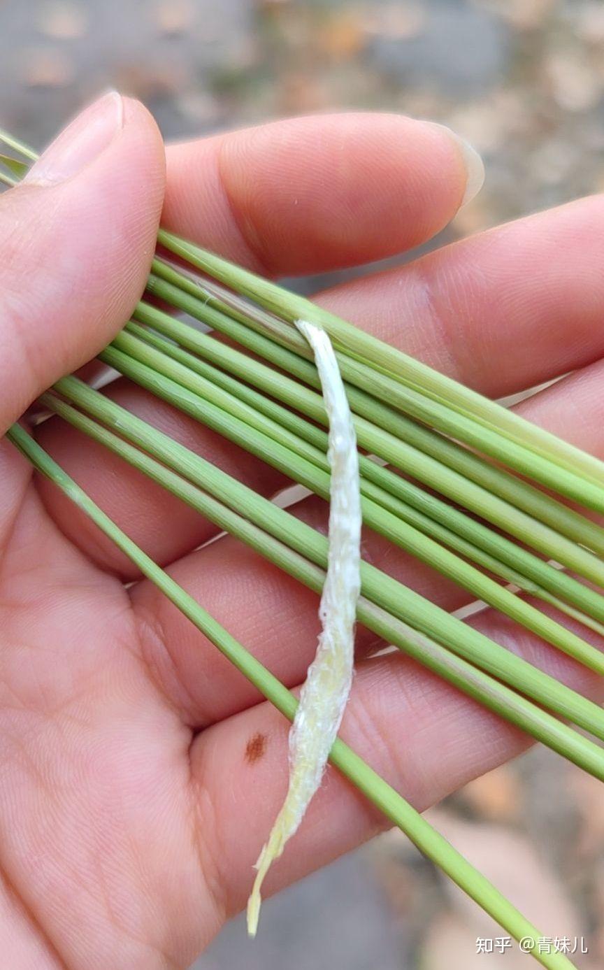 故乡的童年之一(茅芽尖儿) - 知乎