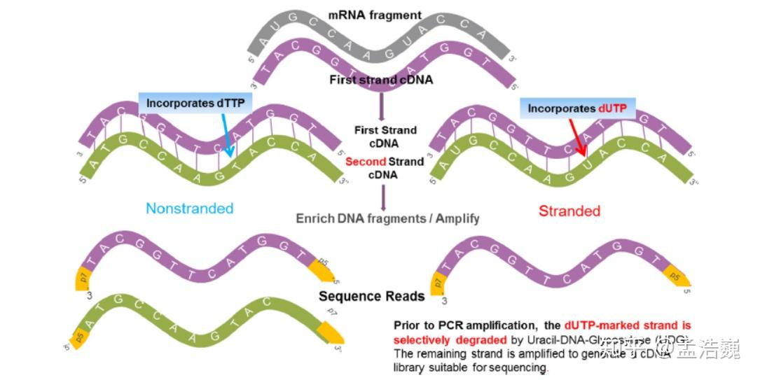 生物信息学100个基础问题 —— 第33题 什么是链特异性的RNA-Seq？ - 知乎