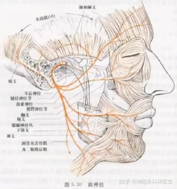 唯一根治面肌痉挛方法——微血管减压术 - 知乎