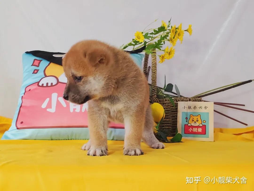 一,肩高標準柴犬的身高(肩高):雄犬的肩高是38cm～41cm;雌犬的肩高是