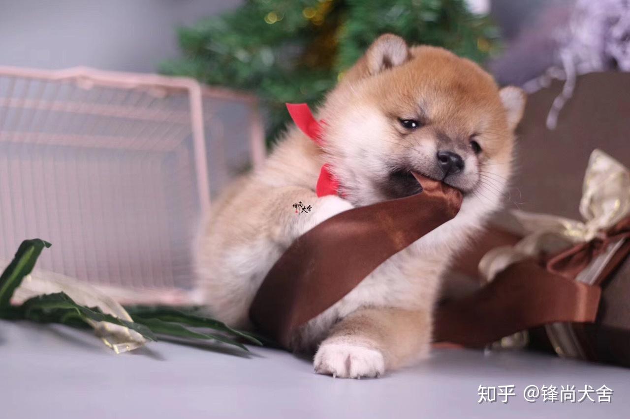 怎么教狗狗叼东西 v2-7519a9f9a0953c2aca6d5520a278ddc8_r.jpg