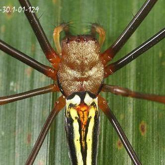 人面黑腄蚃 - 知乎