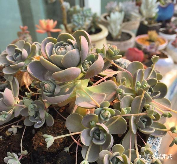 夏天养一种多肉 不休眠30度能生长 外形似玫瑰 多肉玫瑰夏季休眠吗 双偶网