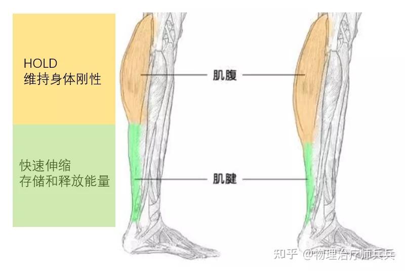 肌腱伸缩速度和效能远高于肌腹.