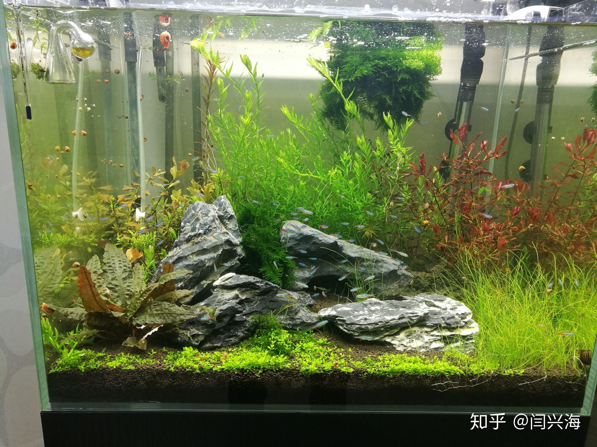 鱼缸里的绿藻长了很多什么原因