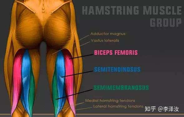 思维禁锢的训练者会难以理解,大部分人会认为这是股后肌群延展性不足