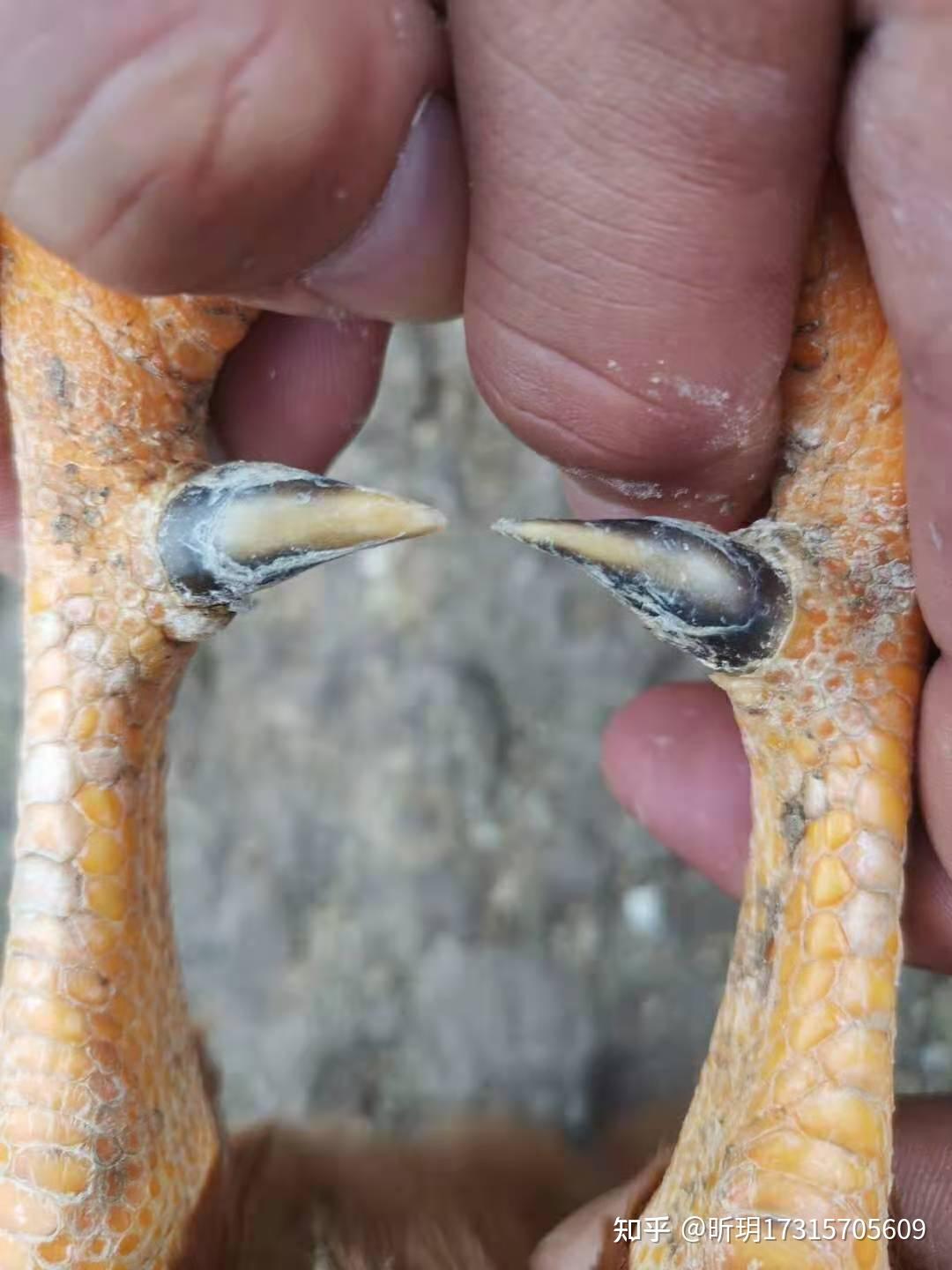 鸡脚蹬子怎么长的快 鸡长脚蹬子药偏方 鸡蹬子什么时候开始长 什么药