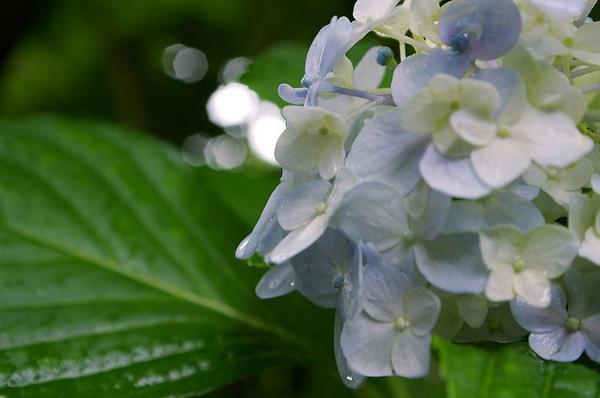 绣球花种植养护方法 植物图鉴 知乎