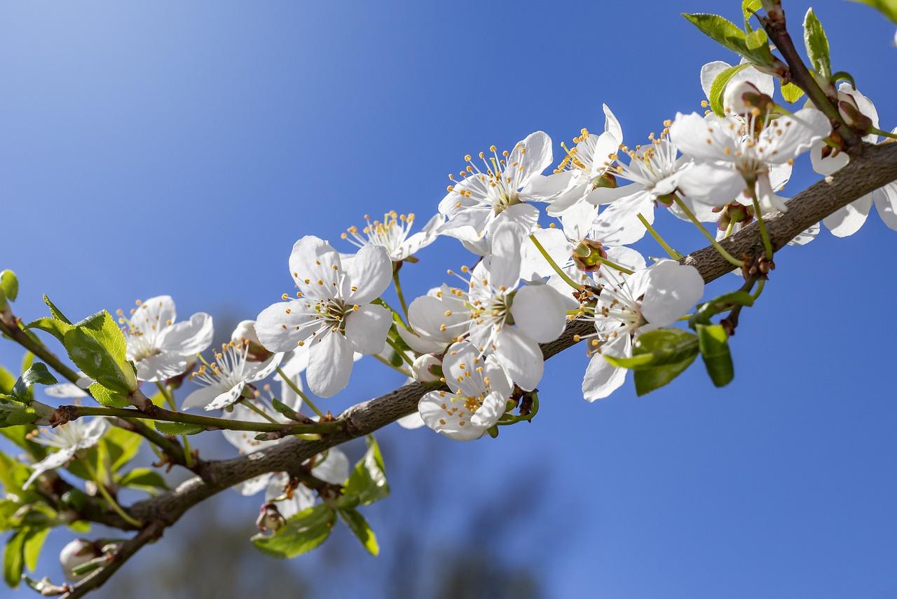 3. 秋韵向日葵盛开