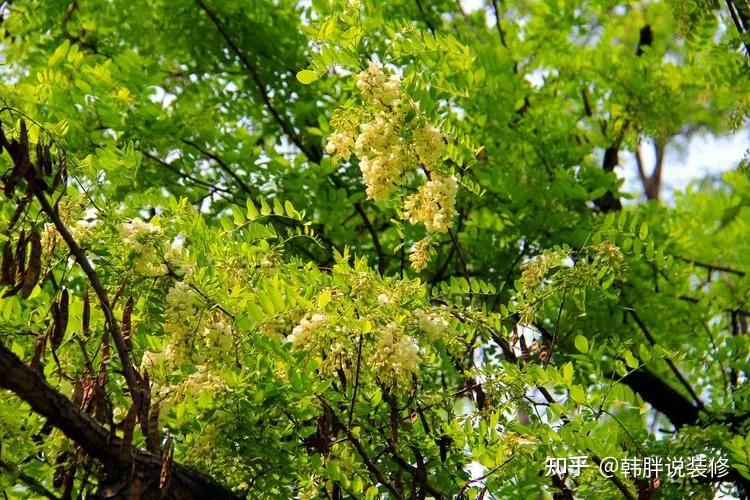 “家种5阴树,灾多人不富”,树分阴阳,宅院千万别乱种树 - 知乎