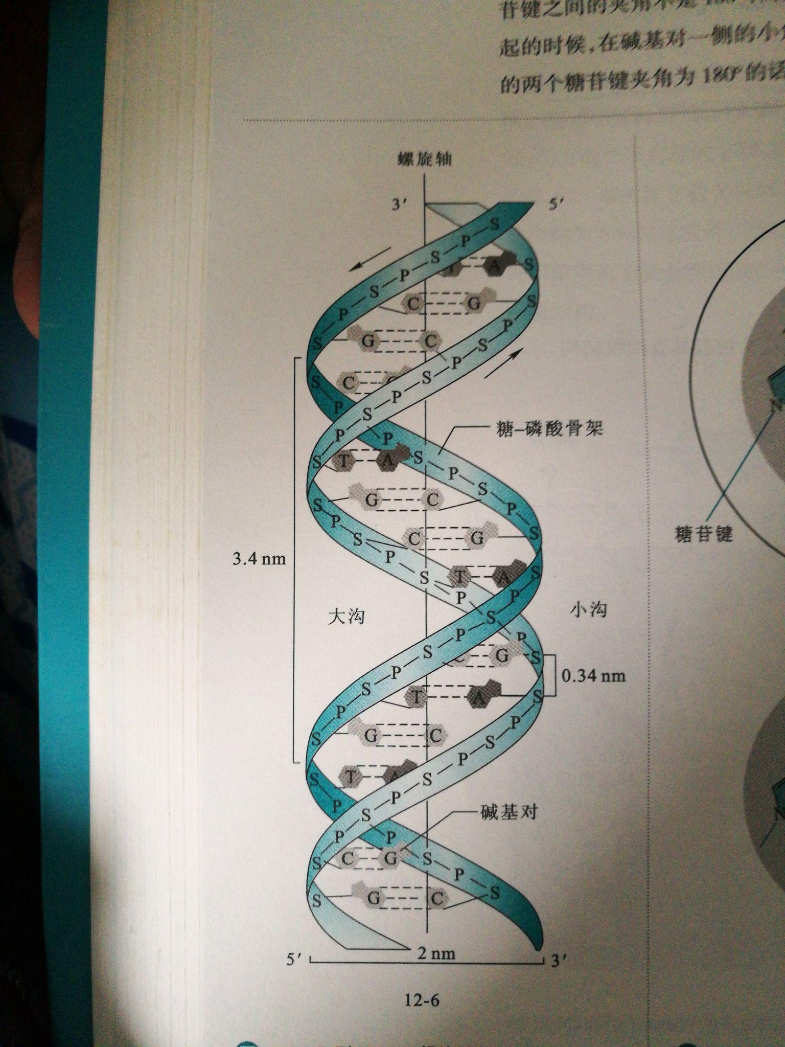 双链DNA平面图图片