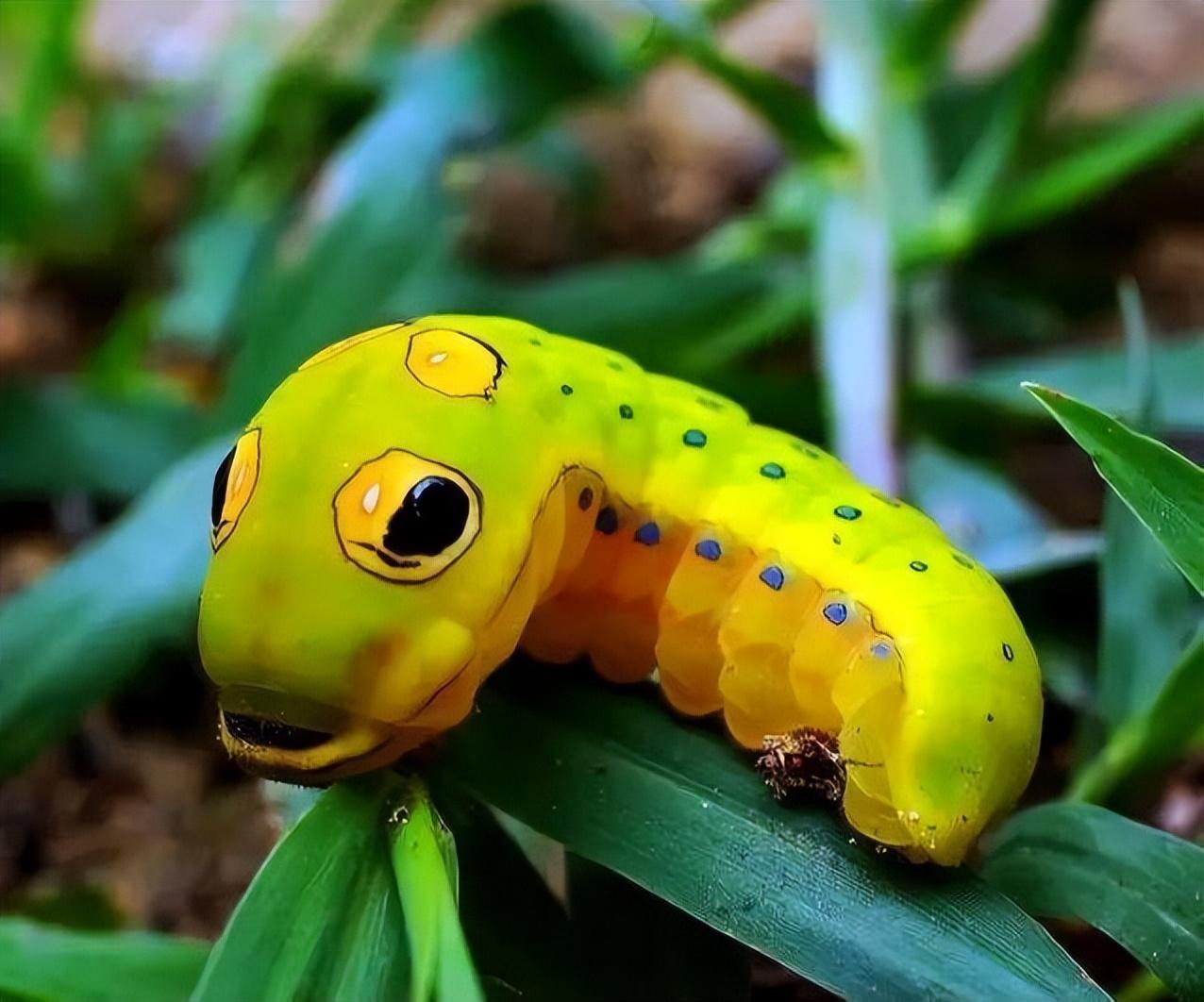 请问这是黑凤蝶还是美凤蝶? - 知乎