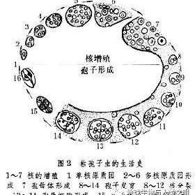 动物界全系列 刺胞动物门 黏体动物纲 知乎