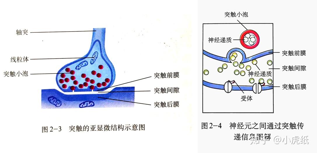 突触的结构示意图图片