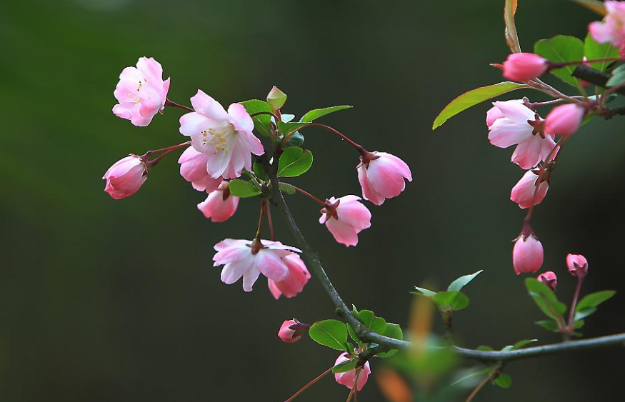 海棠春睡 樱花如雪 如何辨识区别 知乎