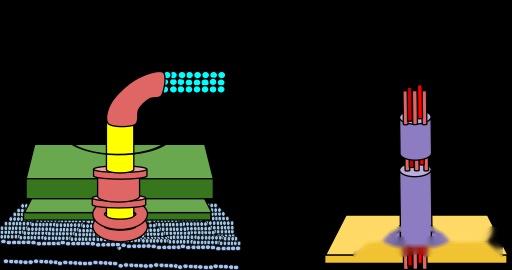 【原生生物界全系列63】原生生物界—领鞭毛虫门 知乎