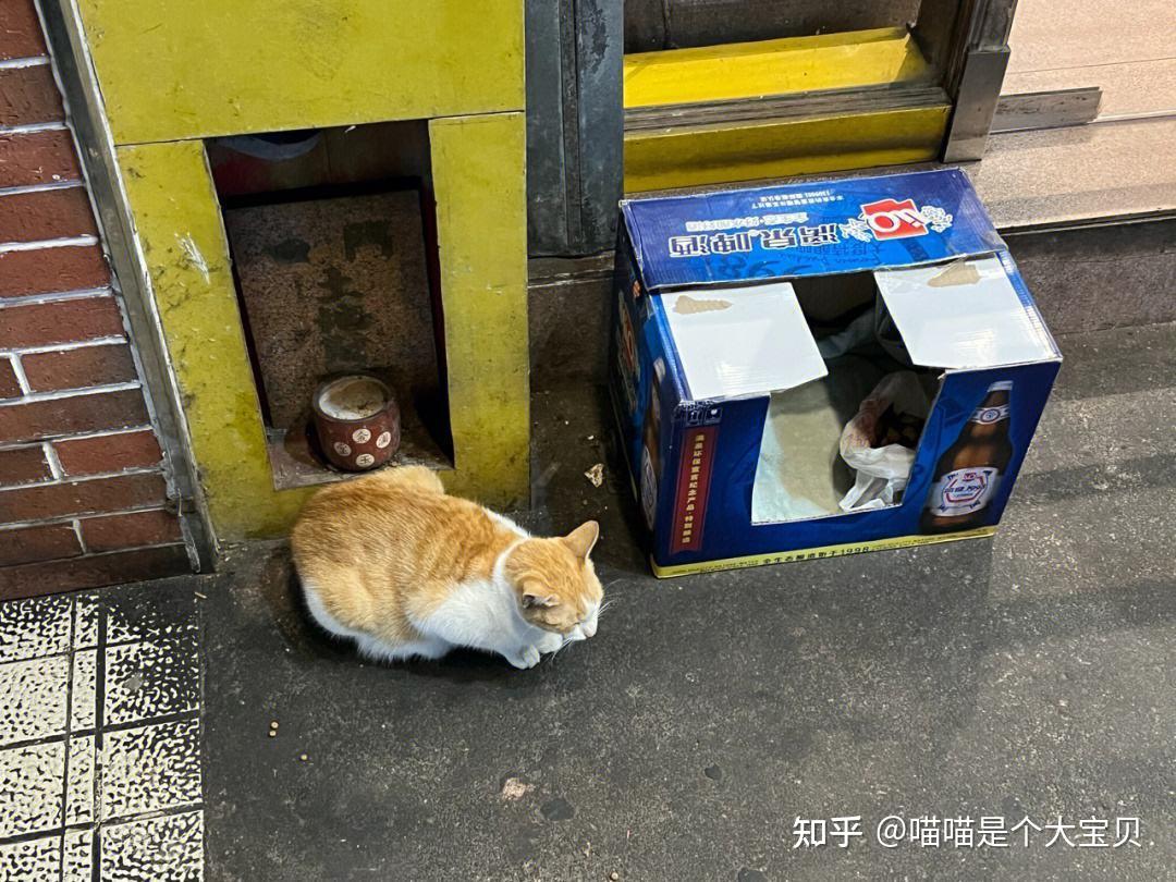 “流浪猫”是如何生存的?看完,请珍惜你的猫 - 知乎