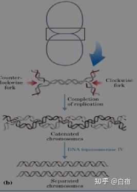 DNA复制[DNA replication] - 知乎