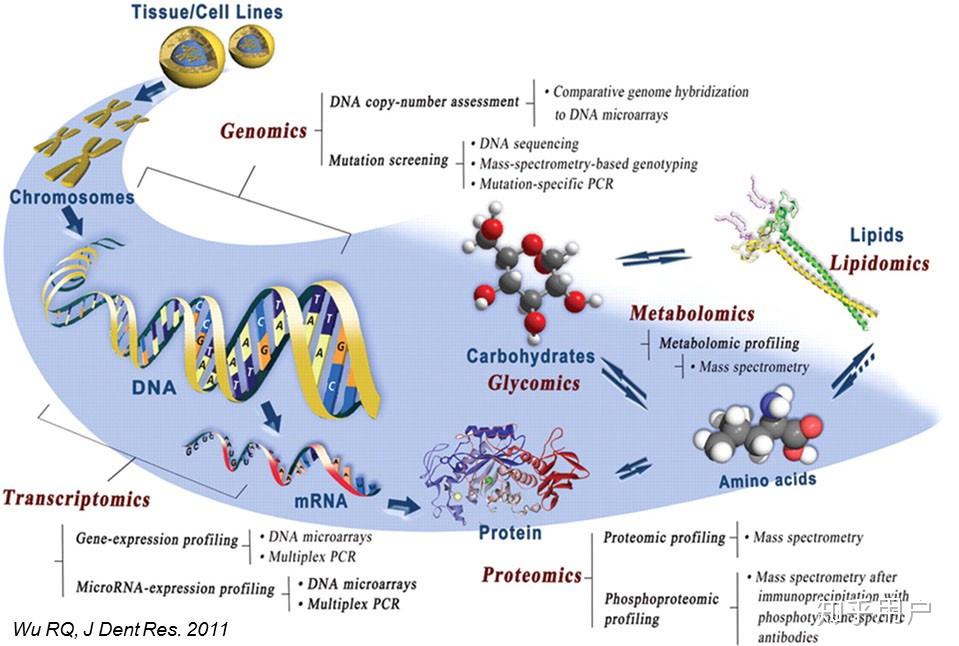 生物信息学中,基因组学,蛋白组学,代谢组学差别有多大? - 知乎