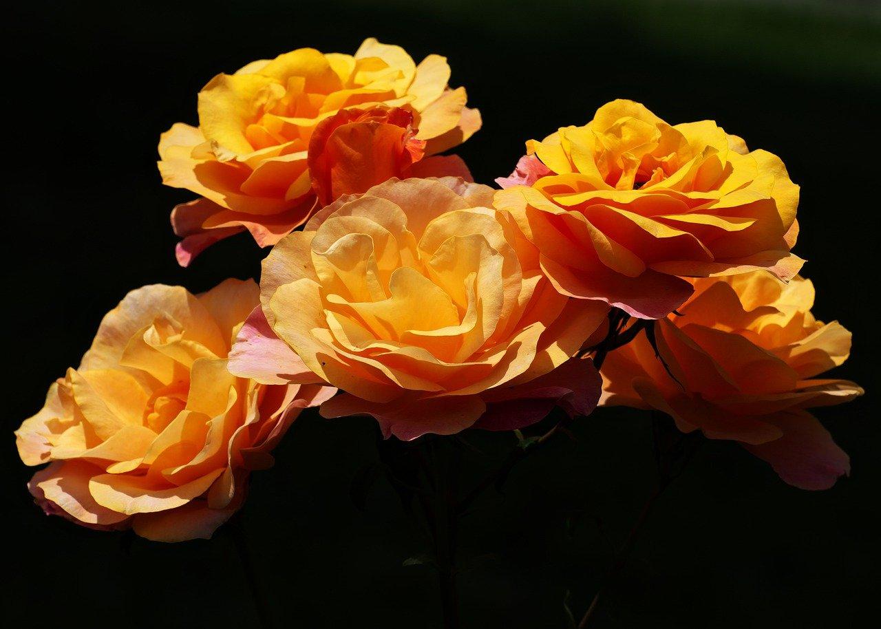 北美海棠零售价